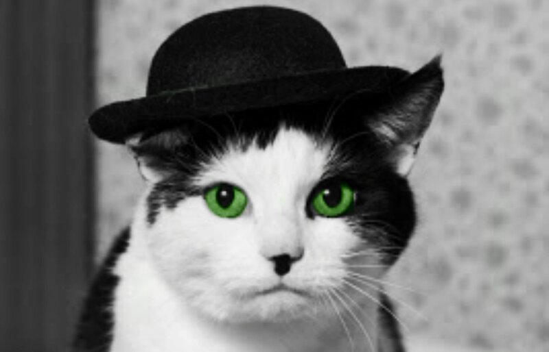 Cat Wearing Bowler Hat