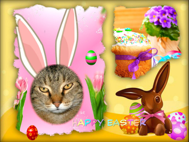 Cat Wearing Bunny Ears — Pink, Festive