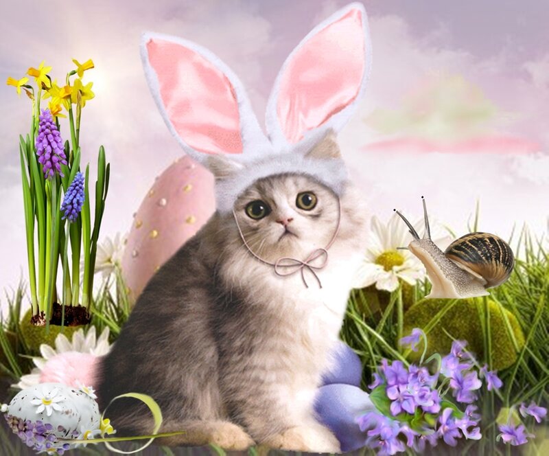 Cat Wearing Bunny Ears — Pink