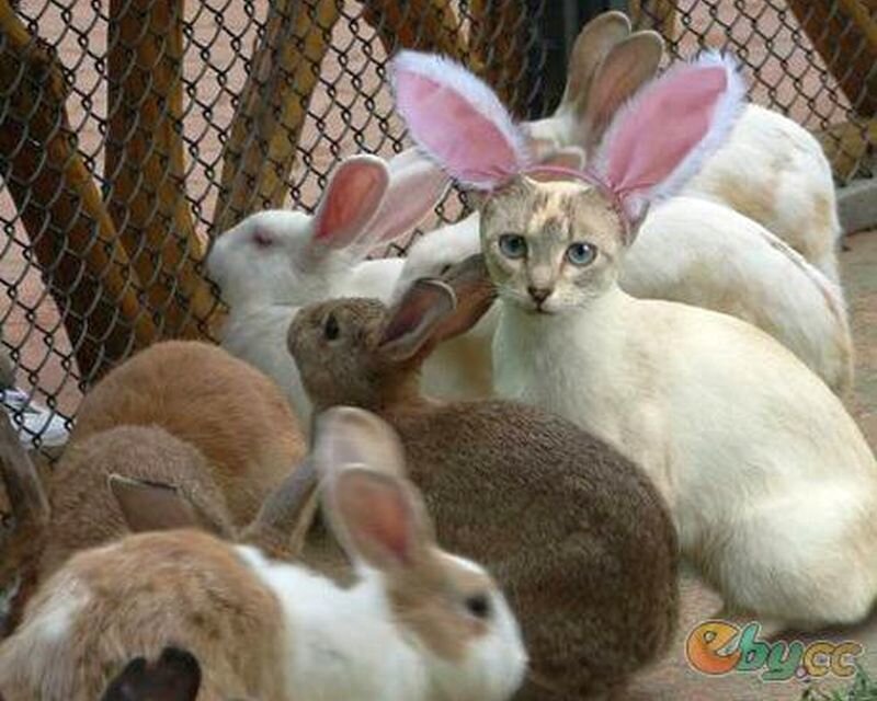Cat Wearing Bunny Ears
