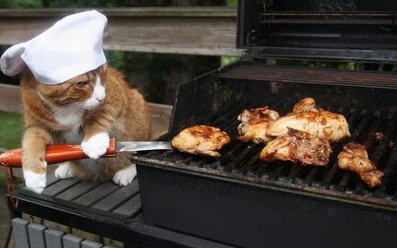 Cat Wearing Chef Hat