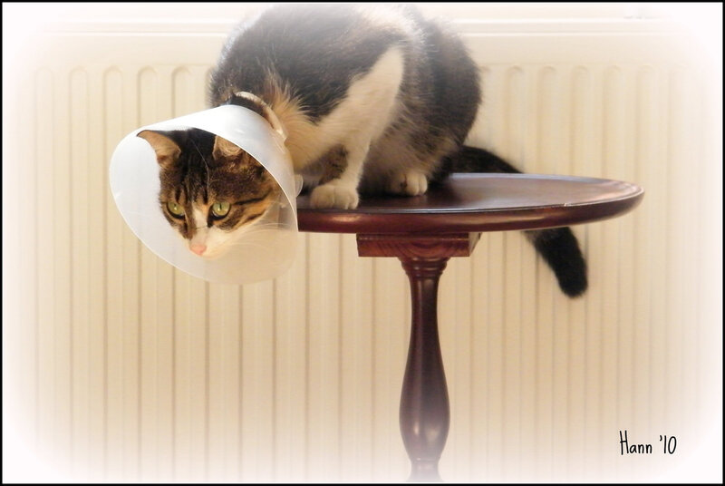 Cat Wearing Cone