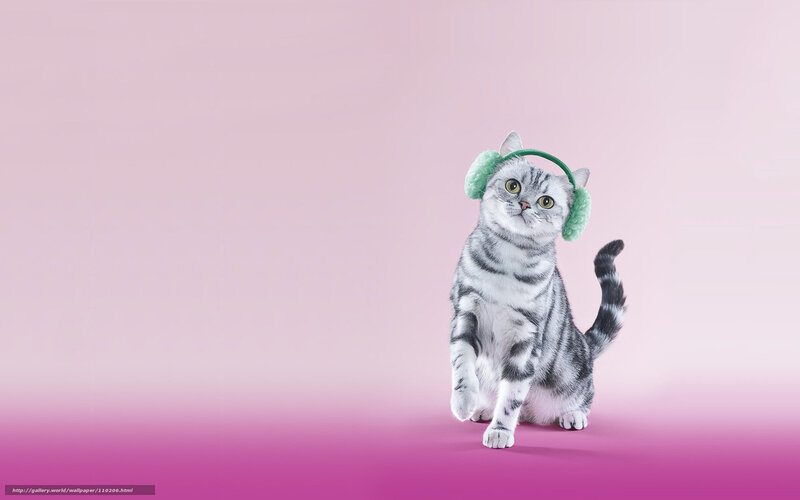 cat wearing earmuffs