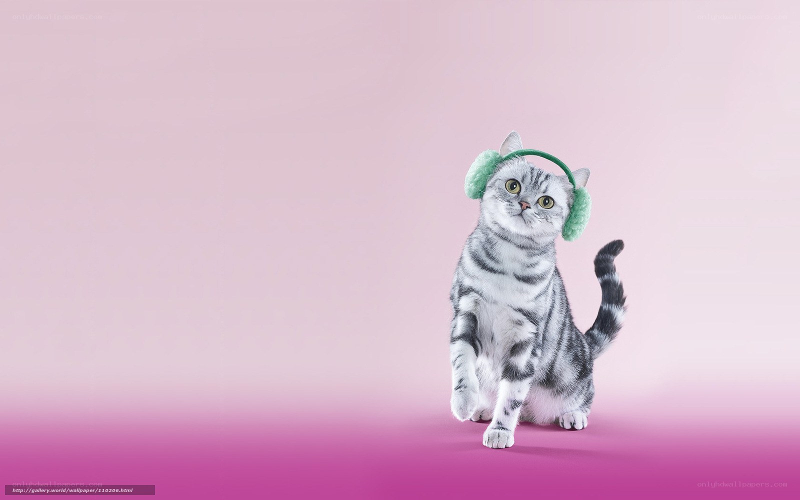 cat wearing earmuffs