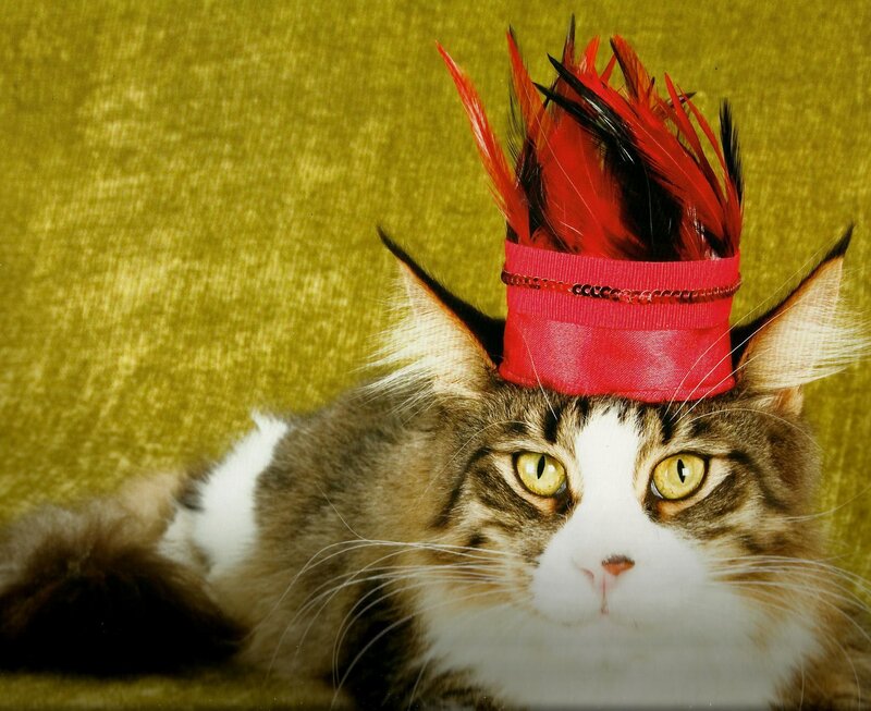 Cat Wearing Feather Hat