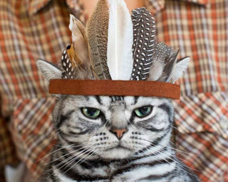Cat Wearing Feather Headdress