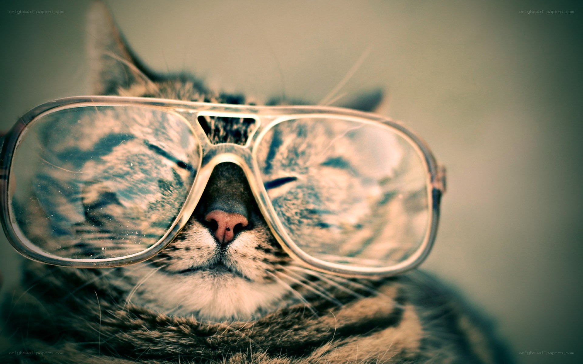 cat wearing glasses