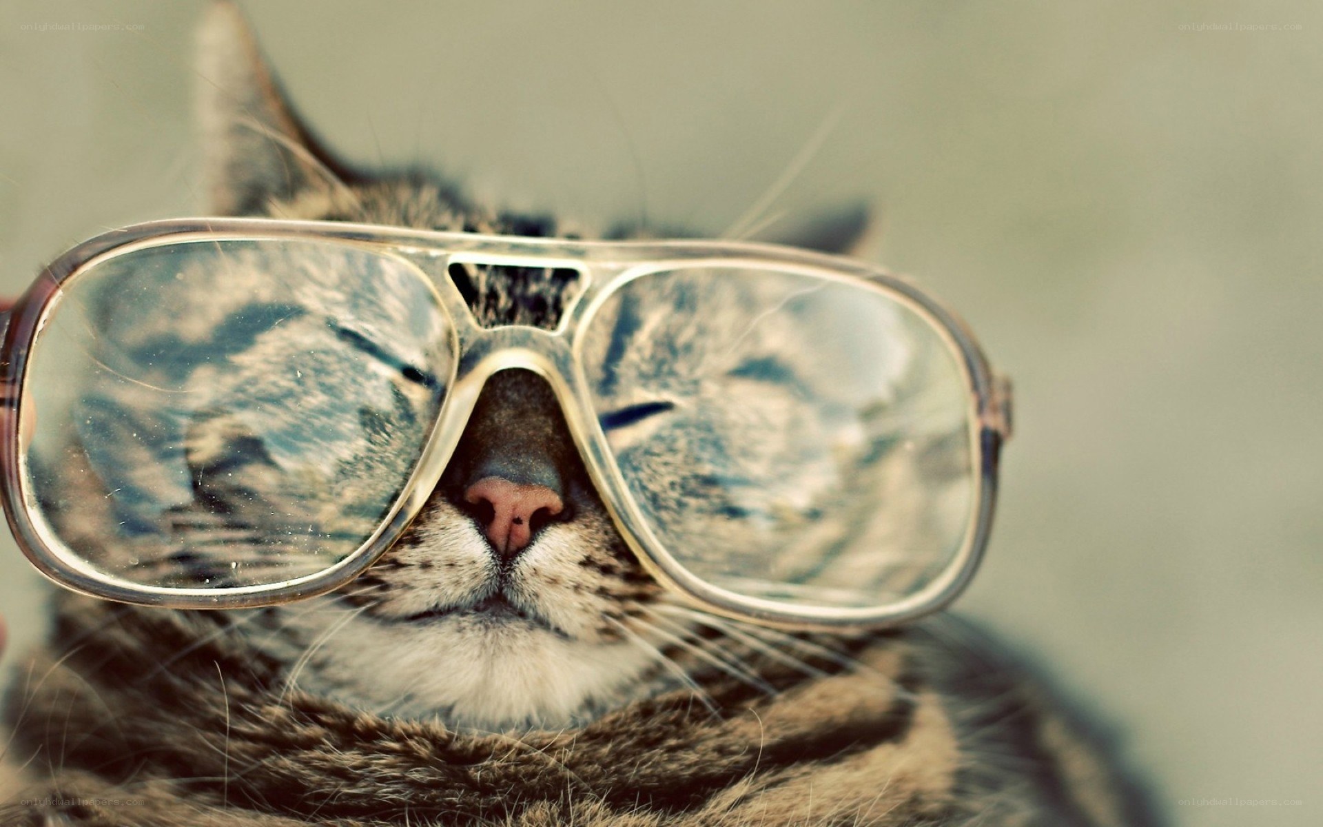 cat wearing glasses