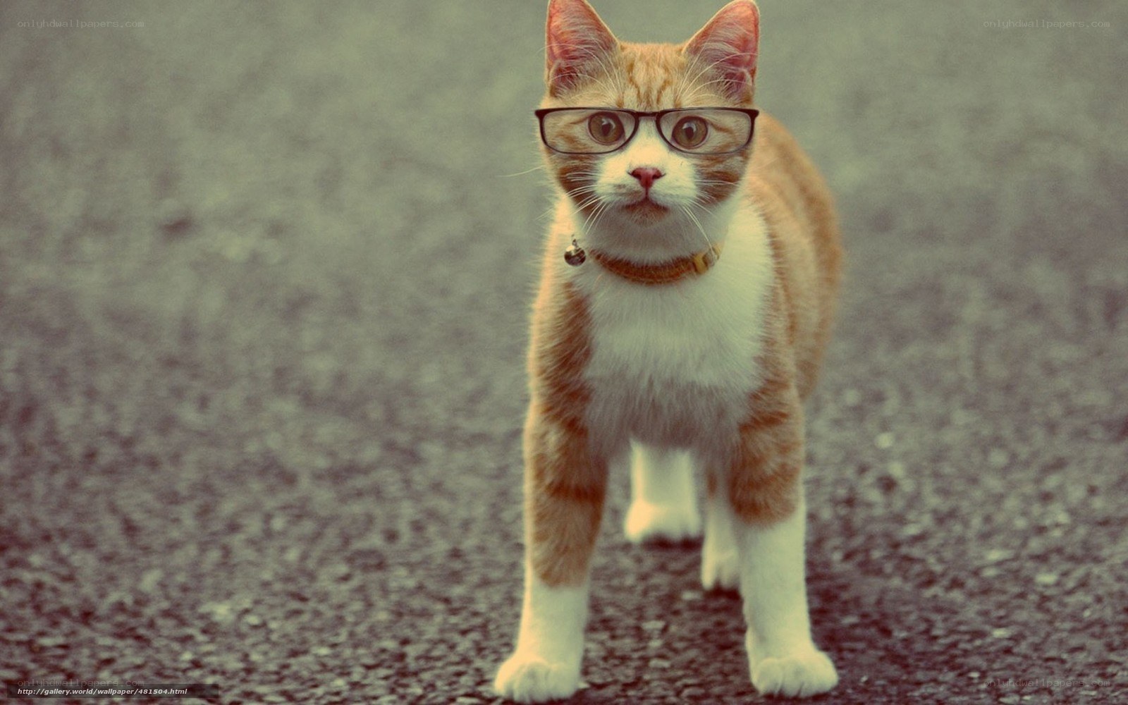 cat wearing glasses