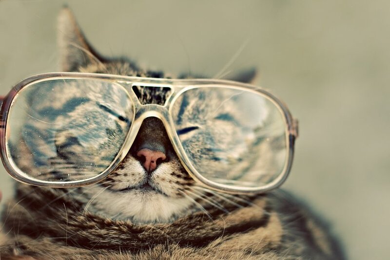 cat wearing glasses
