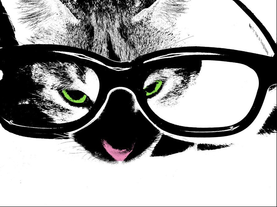 cat wearing glasses