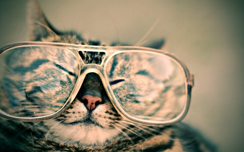 Cat Wearing Glasses — Gray