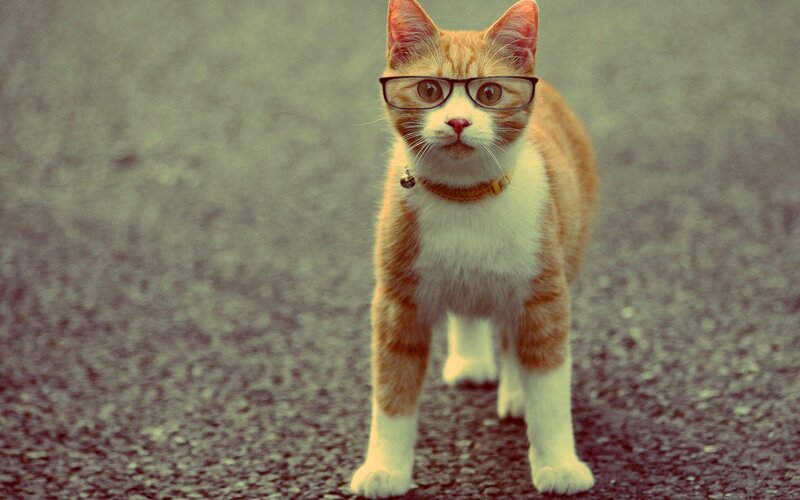 Cat Wearing Glasses — Orange