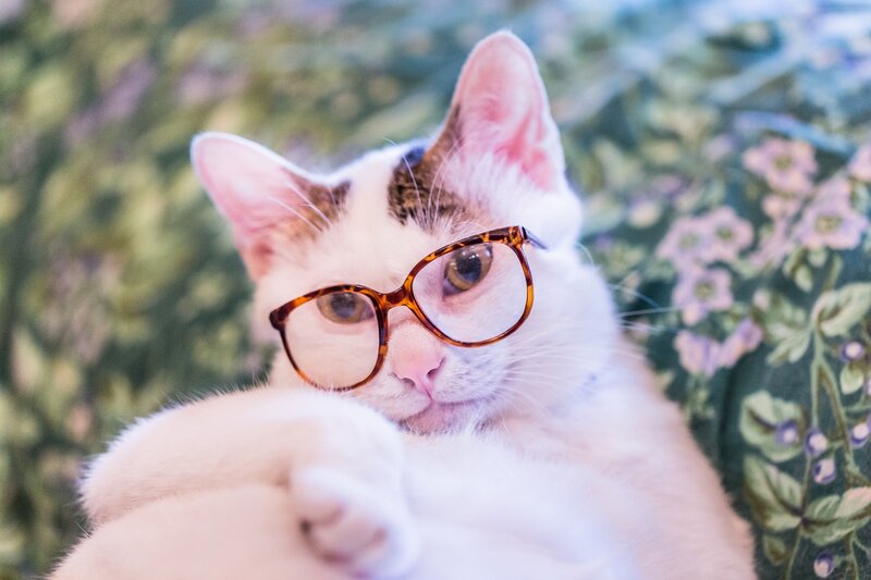 Cat Wearing Glasses — White, Calm