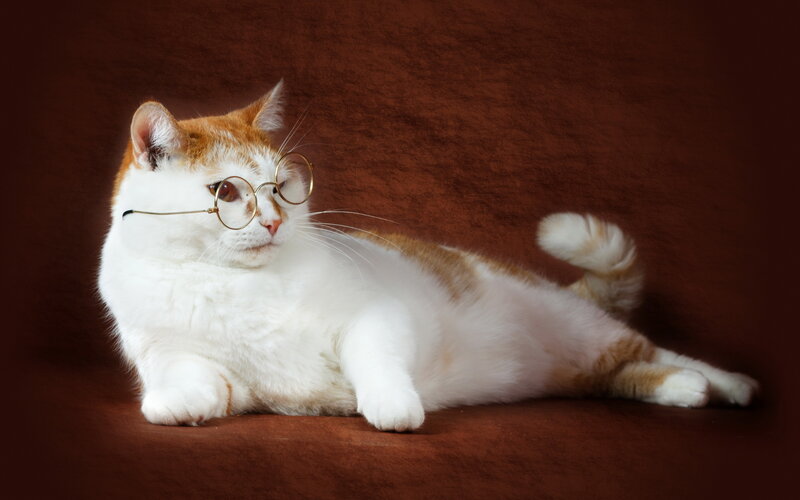 Cat Wearing Glasses — White