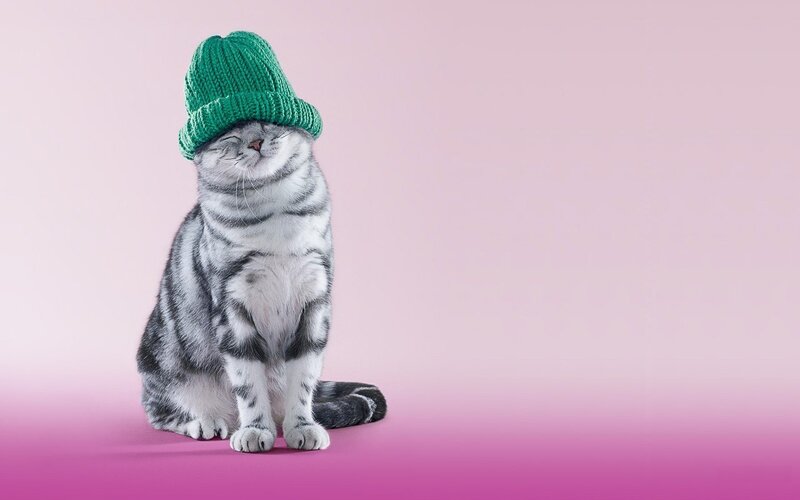 cat wearing green hat