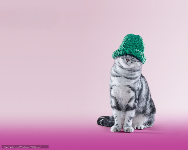 cat wearing green hat
