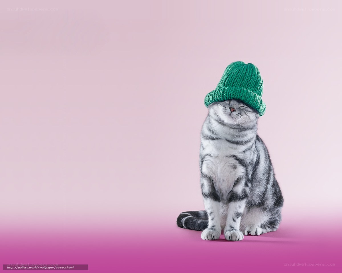 cat wearing green hat