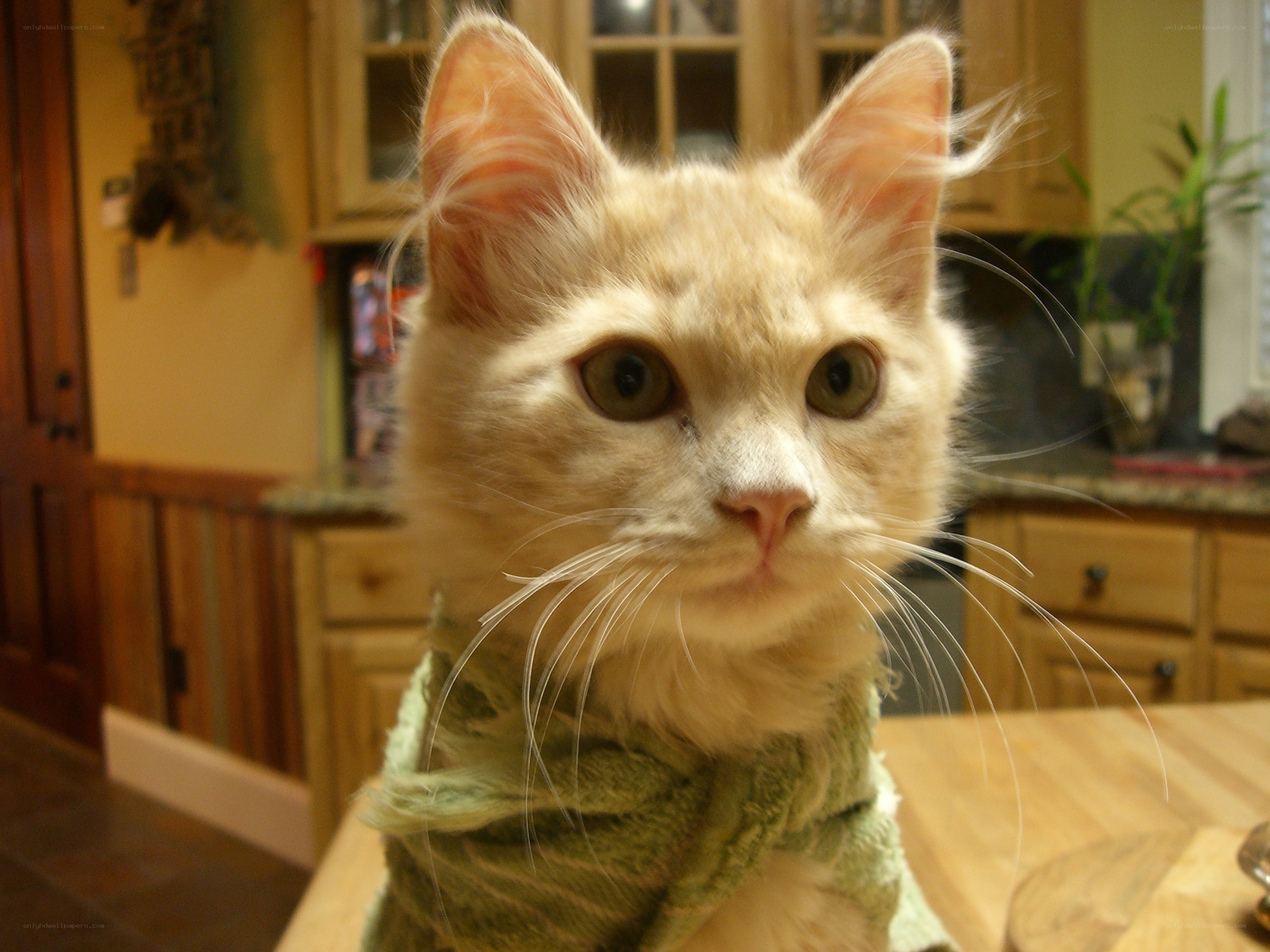 cat wearing green scarf