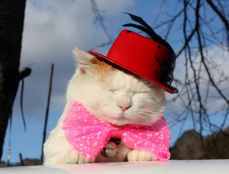 Cat Wearing Hat and Bow