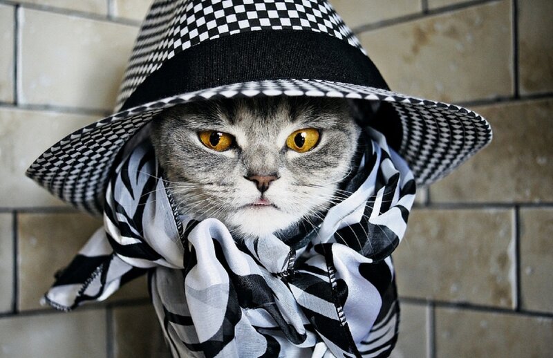 Cat Wearing Hat and Scarf — Black