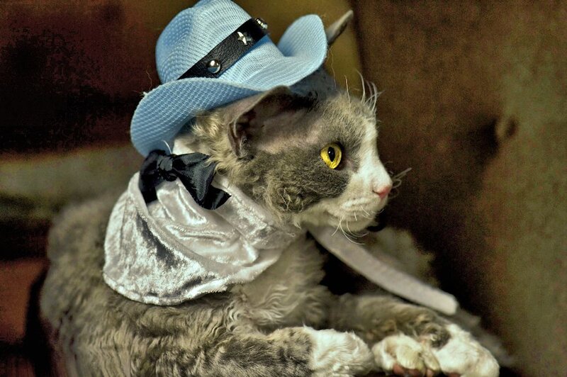 Cat Wearing Hat and Scarf