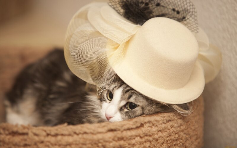 Cat Wearing Hat — Beige