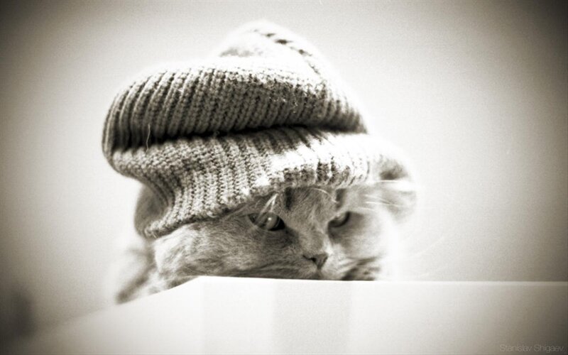 Cat Wearing Hat — Black