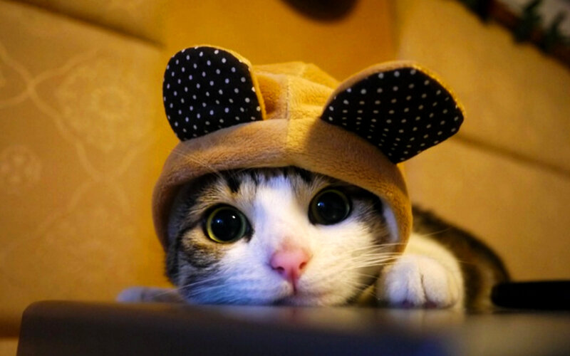 Cat Wearing Hat — Brown, Curious