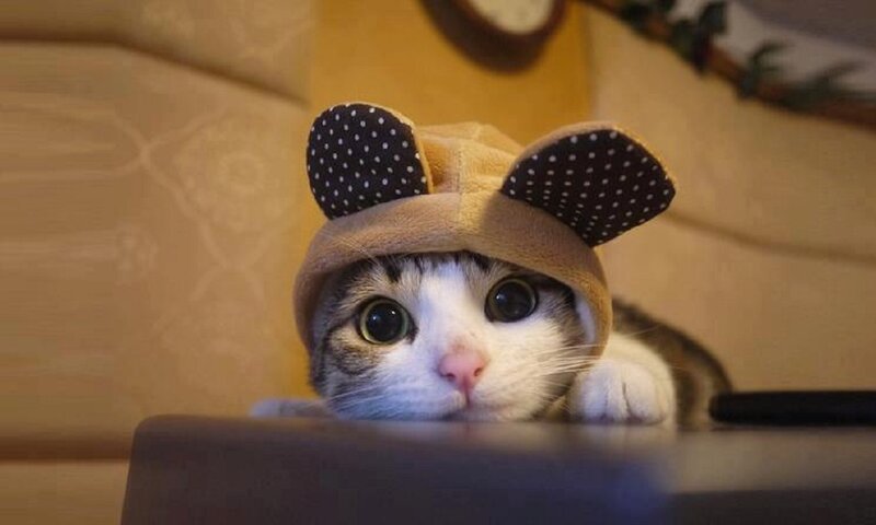 Cat Wearing Hat — Brown