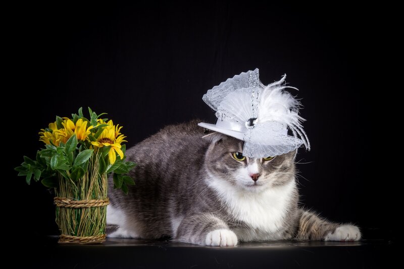 Cat Wearing Hat — Gray