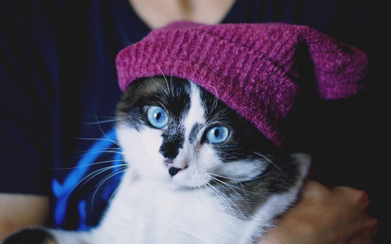 Cat Wearing Hat — Purple