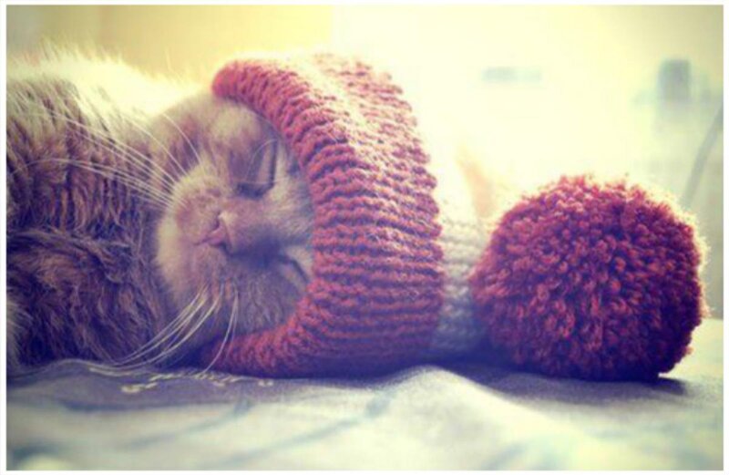 Cat Wearing Hat — Red