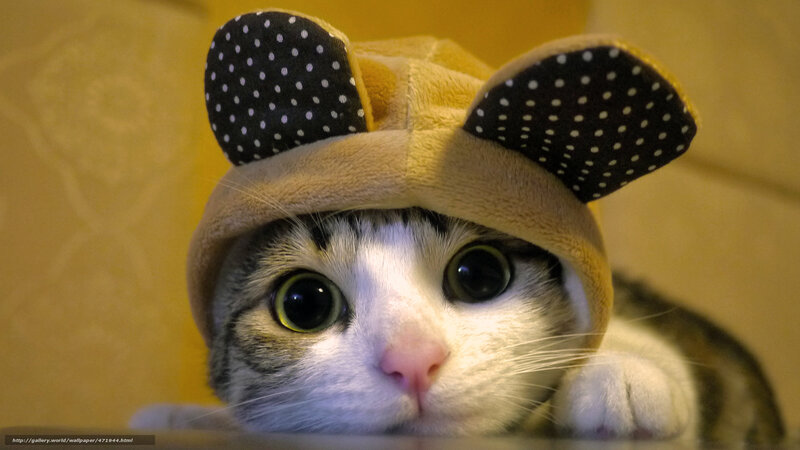 Cat Wearing Hat — Yellow, Curious, Photograph