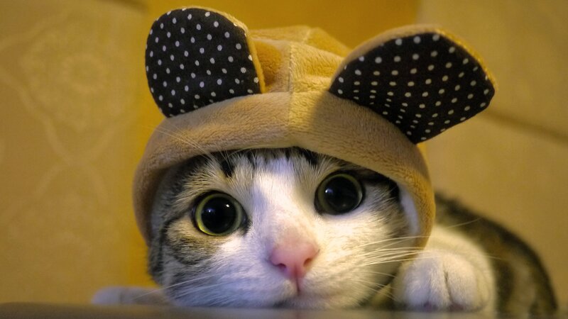 Cat Wearing Hat — Yellow, Curious