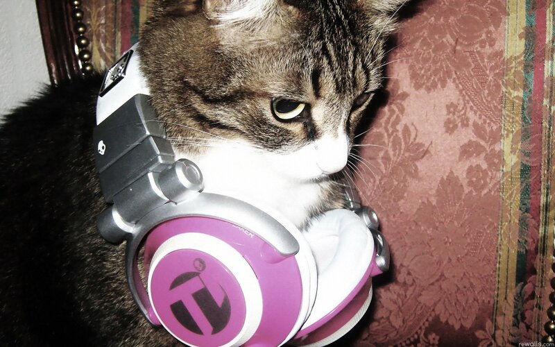 cat wearing headphones