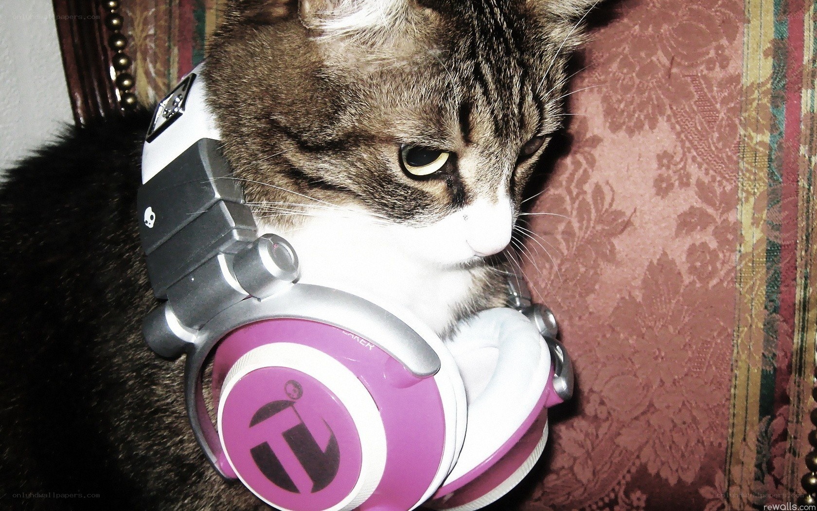 cat wearing headphones
