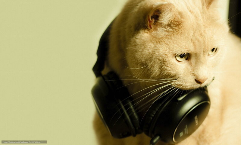 Cat Wearing Headphones — Beige