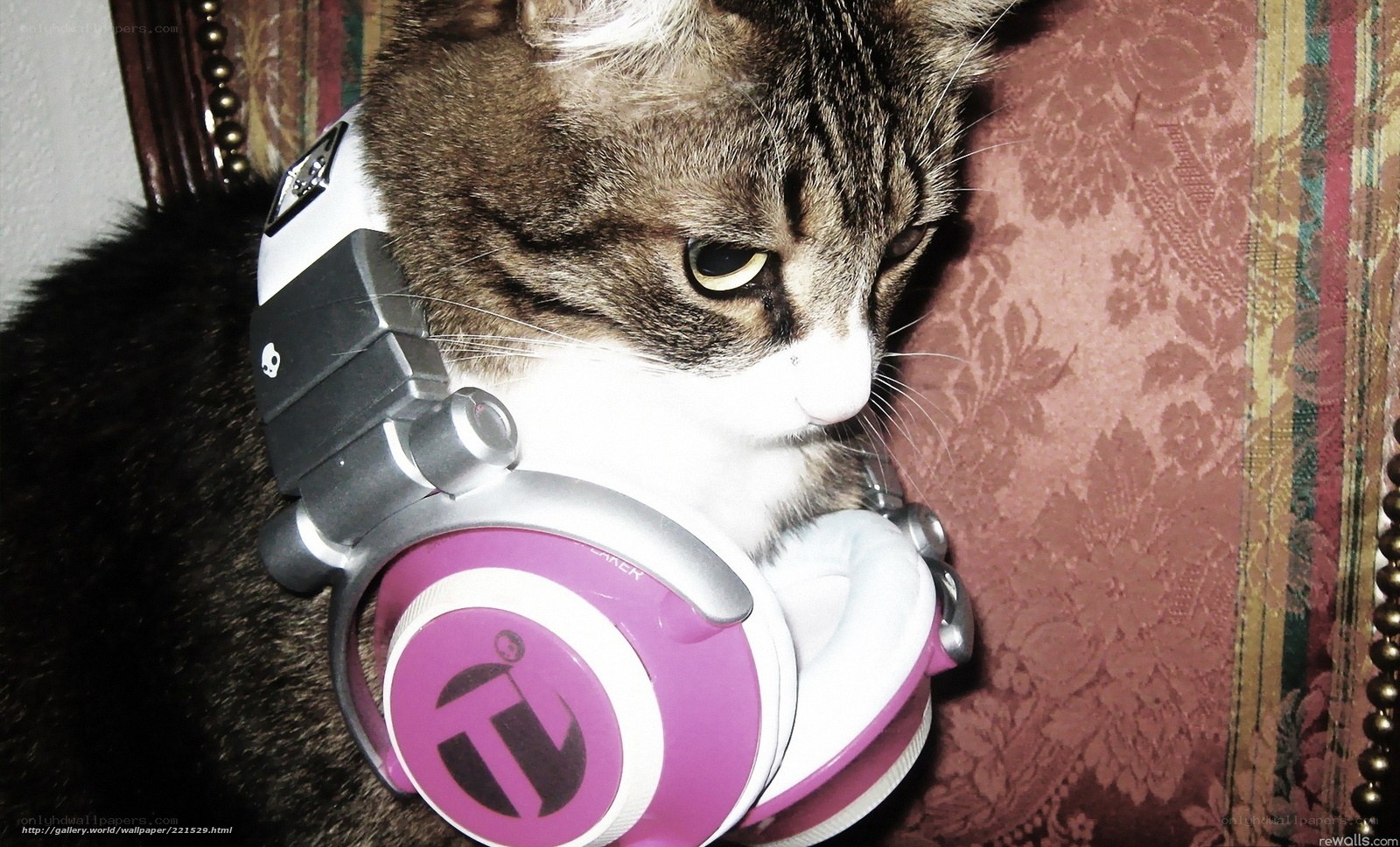 cat wearing headphones