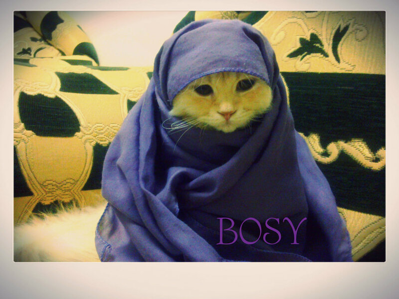 Cat Wearing Hijab