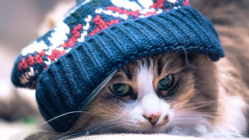 Cat Wearing Knitted Hat — Blue, Calm