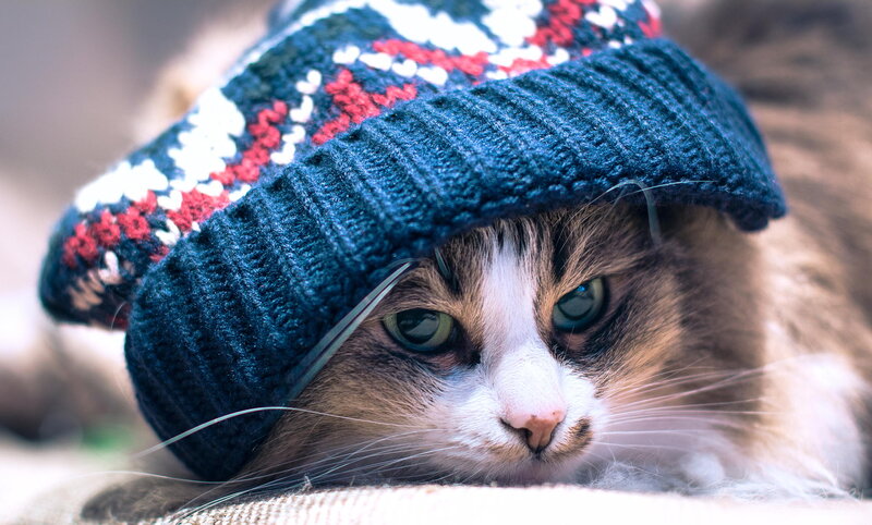 Cat Wearing Knitted Hat — Blue