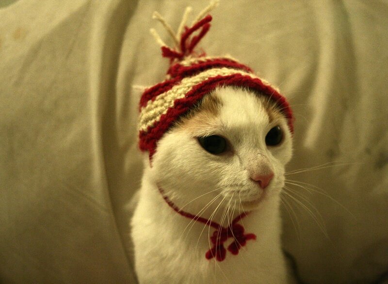 cat wearing knitted hat