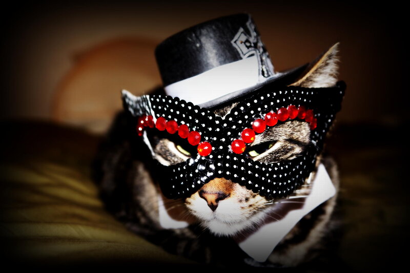 Cat Wearing Mask and Hat