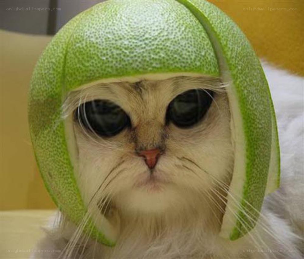 cat wearing melon hat