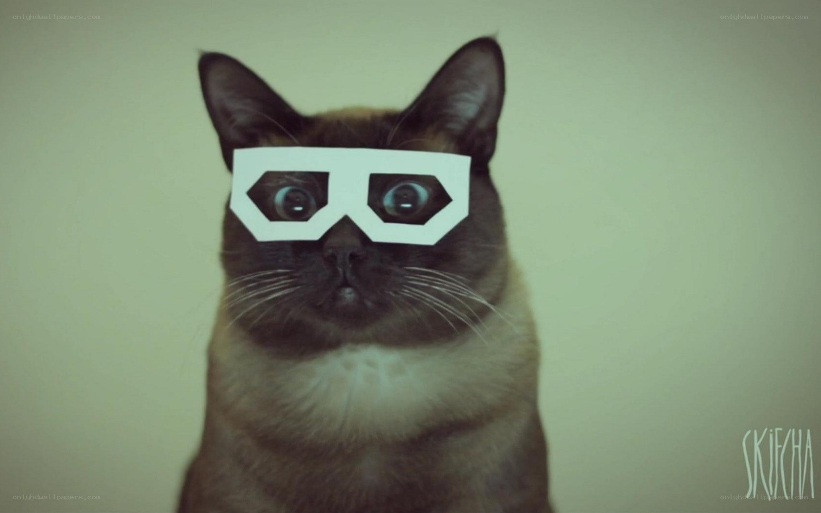 cat wearing paper glasses