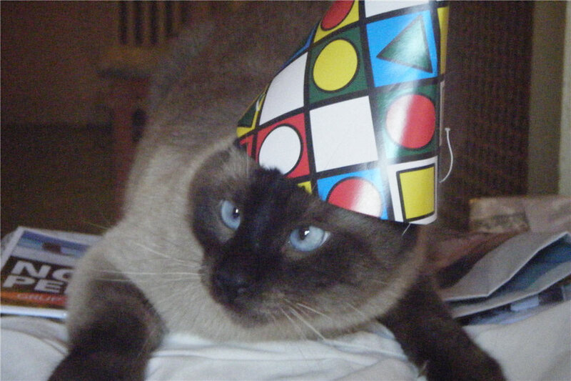 cat wearing party hat