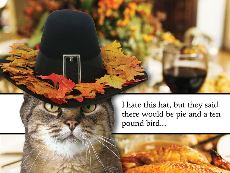 Cat Wearing Pilgrim Hat