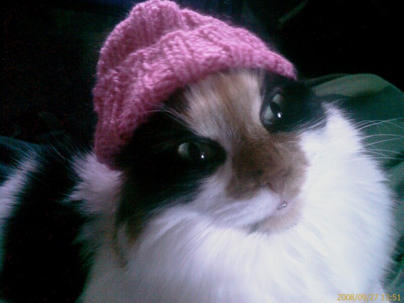 cat wearing pink hat