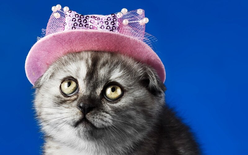 cat wearing pink hat